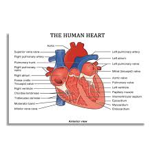 nii the human heart anterior view education paper poster and