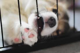 This gets puppies very excited and tends to make biting worse. My Puppy Won T Stop Biting Me I Ve Tried Everything Help Greater Edmonton Animal Rescue Society Puppies Animal Rescue Puppy Biting