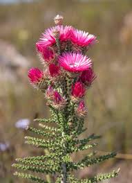 Image result for Isolepis prolifera