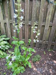 Image result for Oedina pendens