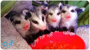 Baby Possums Eat Watermelon Baby Opossum Opossum Baby Possum