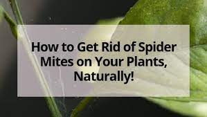 What are some home remedies for getting rid of spider mites? How To Get Rid Of Spider Mites On Your Plants Naturally