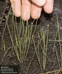 Image result for Eleocharis setifolia