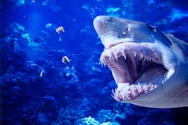 Mike Tyson Is Apparently Fighting A Shark For Shark Week