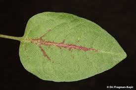 Image result for Rumex nepalensis