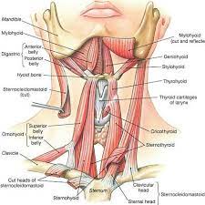 Did You Know That This Part Of Your Neck Can Get Very Stressed Out Tense And Can Lead To Problems With Your Medical Anatomy Anatomy Of The Neck Muscle Anatomy