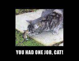 Don T Judge Cat Mouse Alleycat Memes Funny Radioshow Funny Dog Pictures Funny Animals Funny Cat Memes