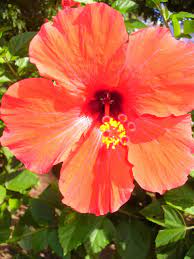 Pin On Maui S Trees And Flowers
