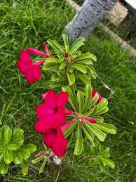 Image result for Adenium multiflorum