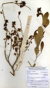 Image result for Ochna schweinfurthiana