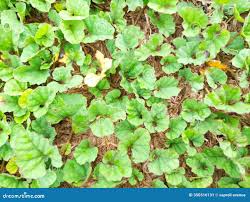 Image result for Merremia emarginata