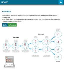 Didaktische Dvd Mitose Und Meiose Tabletfahig Hagemann