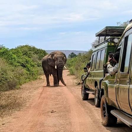   - Self Drive Akagera National Park 4x4 Kigali Car Rentals | Discover Akagera Your Way — Self-Drive Safari  Adventure! Experience the thrill of Akagera National Park like never