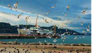 Bursa Gemlik Manzara Doga Turkiye