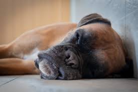The impact of the liver cancer stage 4 is very bad, and the condition gets worse with time. Everything You Need To Know About Kidney And Liver Failure In Dogs