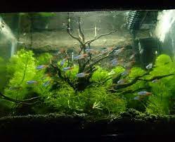 My First Tank With Neon Tetra And Java Moss