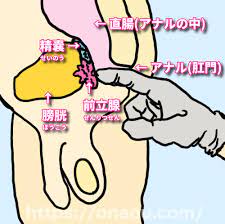 気持ちいいアナルオナニーの方法 初歩からドライオーガズムのやり方まで完全網羅【永久保存版】 - 男のオナニー方法！セックスより気持ちいいやり方 マニュアル｜オナ王