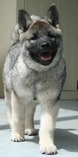 112 best norwegian elkhound images norwegian elkhound