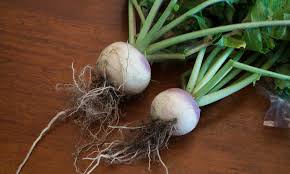 Nov 28, 2018 · mashed peppery turnips i created this recipe in an attempt to use up a great turnip harvest from our garden, and to lighten up one of our favorite dishes. Ttpyok84fwdttm