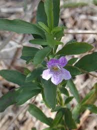 Image result for Dyschoriste trichocalyx