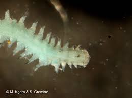 Image result for Polychaeta spp.