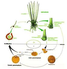 Image result for Isoetes