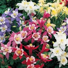 Image result for Aquilegia vulgaris Tower Mix