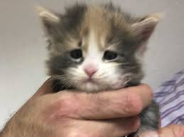 Find a maine coon on gumtree, the #1 site for cats & kittens for sale classifieds ads in the uk. Maine Coon Hobbyzucht In Rheinland Pfalz