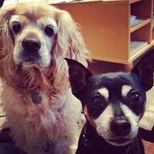 What to do with pet dog ashes. Simi Couple Sues Pet Crematory Over Alleged Mix Up Of Dogs Ashes