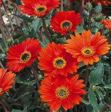 Image result for Arctotis