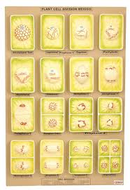 Plant Cell Division Meiosis Meiosis Cell Division Plant Cell