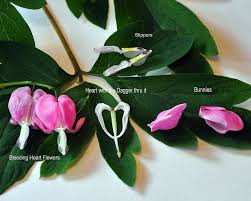 The Story Of The Bleeding Heart Plant Bleeding Heart Plant Bleeding Heart Bleeding Heart Flower
