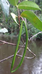 Image result for Malouetia