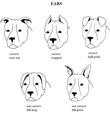 Ear Crop Information And Care Pit Bull Chat Forum