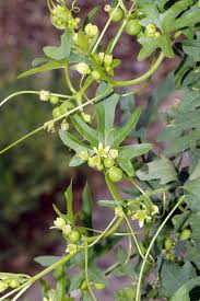 Image result for Eureiandra sp. A