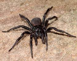 And while the spiders can swim, they can only survive in the water spider spider is one of the few that lives close to water or in the water. What Are Funnel Web Spiders And How To Control In Your Garden
