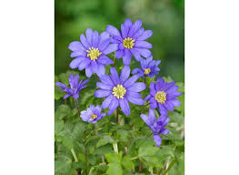 Maybe you would like to learn more about one of these? Order Anemone Blanda Blue Shades Online Grecian Windflower Dutch Bulbs Bulbi Nl