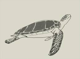 How To Draw Green Sea Turtle Learn To Draw A Green Sea Turtle Step By Step Images With Basic Easy To Follow In Turtle Drawing Turtle Sketch Sea Turtle Drawing