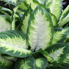 Image result for beautiful dieffenbachia