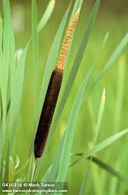 Image result for Typha capensis