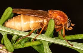 Image result for Vangueria ferruginea