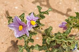 Image result for Solanum linneanum