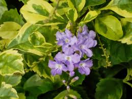 Image result for Pavetta sp. D