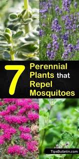 7 Perennial Plants That Repel Mosquitoes And Keep Flies Away Summer Summertime Flies Long Bloomi In 2020 Mosquito Repelling Plants Mosquito Plants Perennial Plants