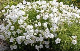 Pin On Gardens