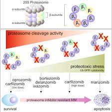 Proteasome inhibitors are small molecules or drugs that block the function of the proteasome and thus stop protein degradation. Proteasome Inhibition In Multiple Myeloma Head To Head Comparison Of Currently Available Proteasome Inhibitors Sciencedirect
