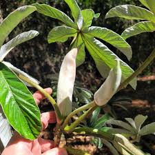 Image result for Cecropia pachystachya