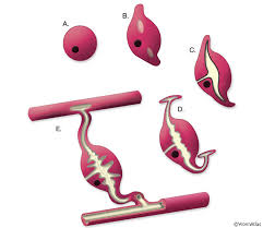 Check spelling or type a new query. Handbook Excretory System