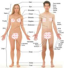 This diagram depicts picture of the female body 744×992 with parts and labels. Male Female Contrast Teaching Diagram Of Human Body Structure Position Poster Ebay