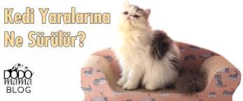 Kedi Yaralarina Ne Surulur